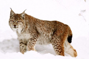 Turkestan lynx